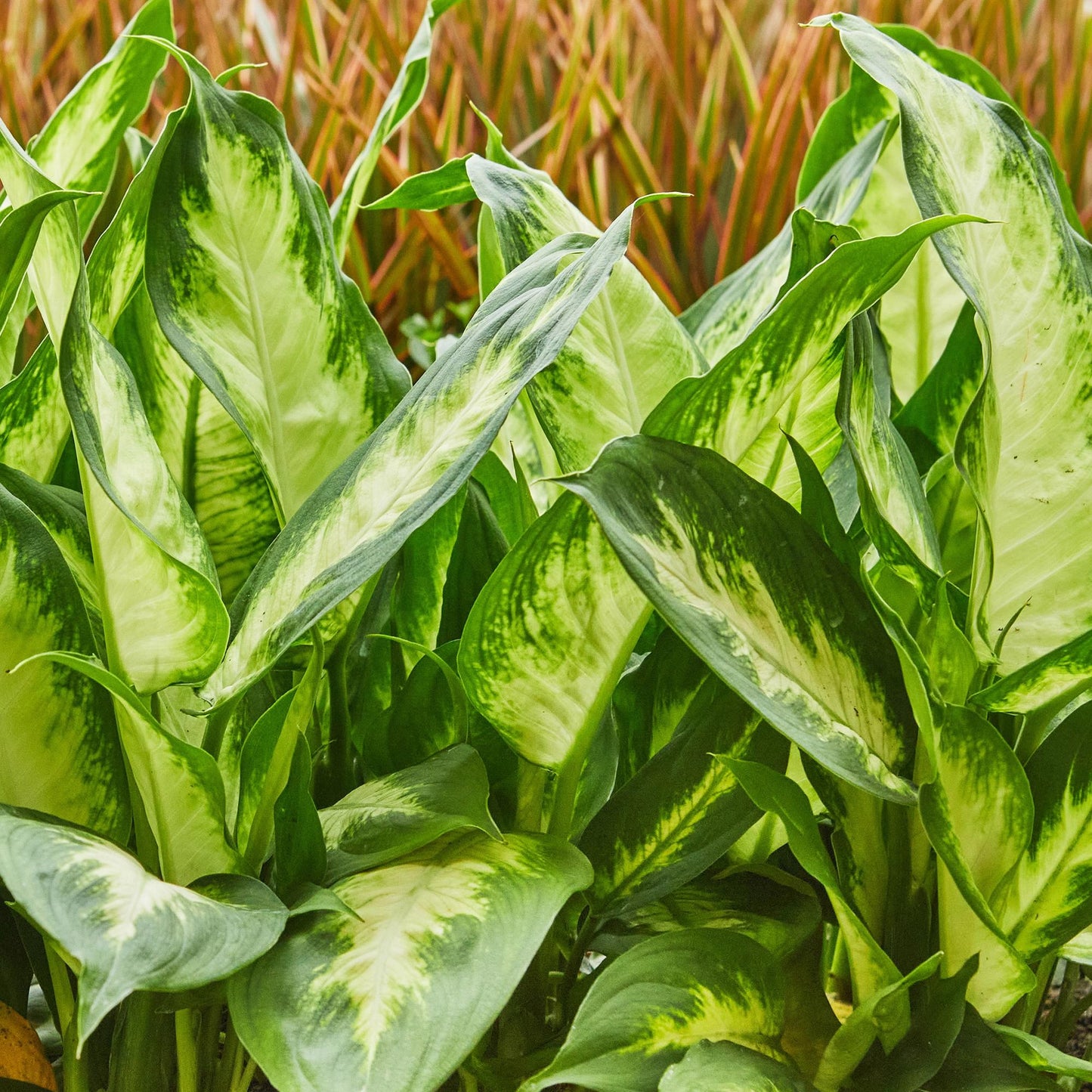 Plantes d'intérieur - Diefenbachia Camilla - Dieffenbachia - Peu d'entretien - avec panier - Bicolore - 1 Plante - Pot 17cm - Hauteur 45-50cm