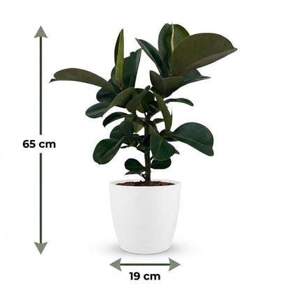 Plante d'intérieur - Caoutchouc - Ficus Elastica Cloe - Vert - Peu d'entretien - 1 Plante - avec Pot Blanc - Pot 19cm - Hauteur 65cm
