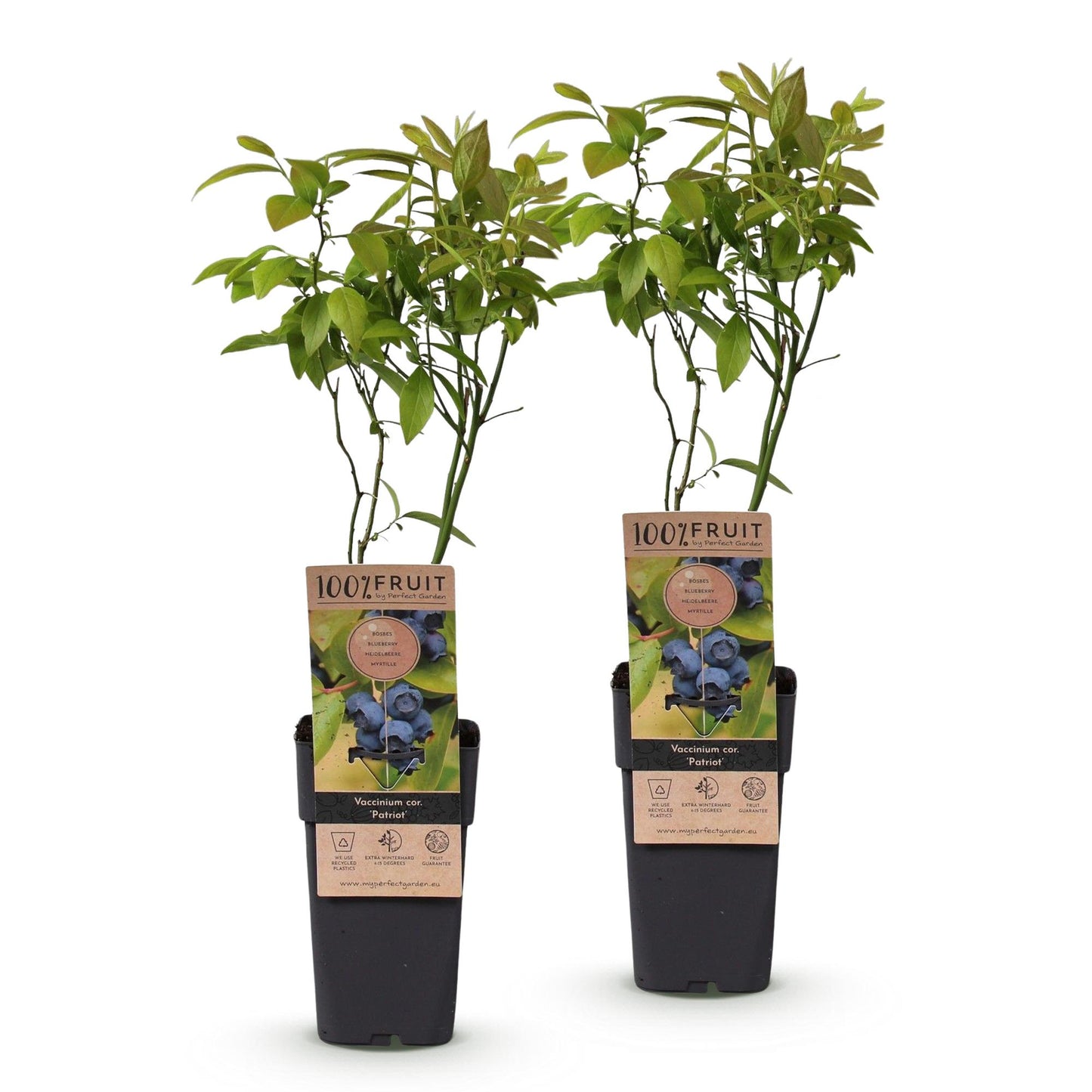 Vaccinium corymbosum Patriot. Deux plants de myrtille en pot, sur fond blanc, avec étiquettes illustrant leurs baies bleues.