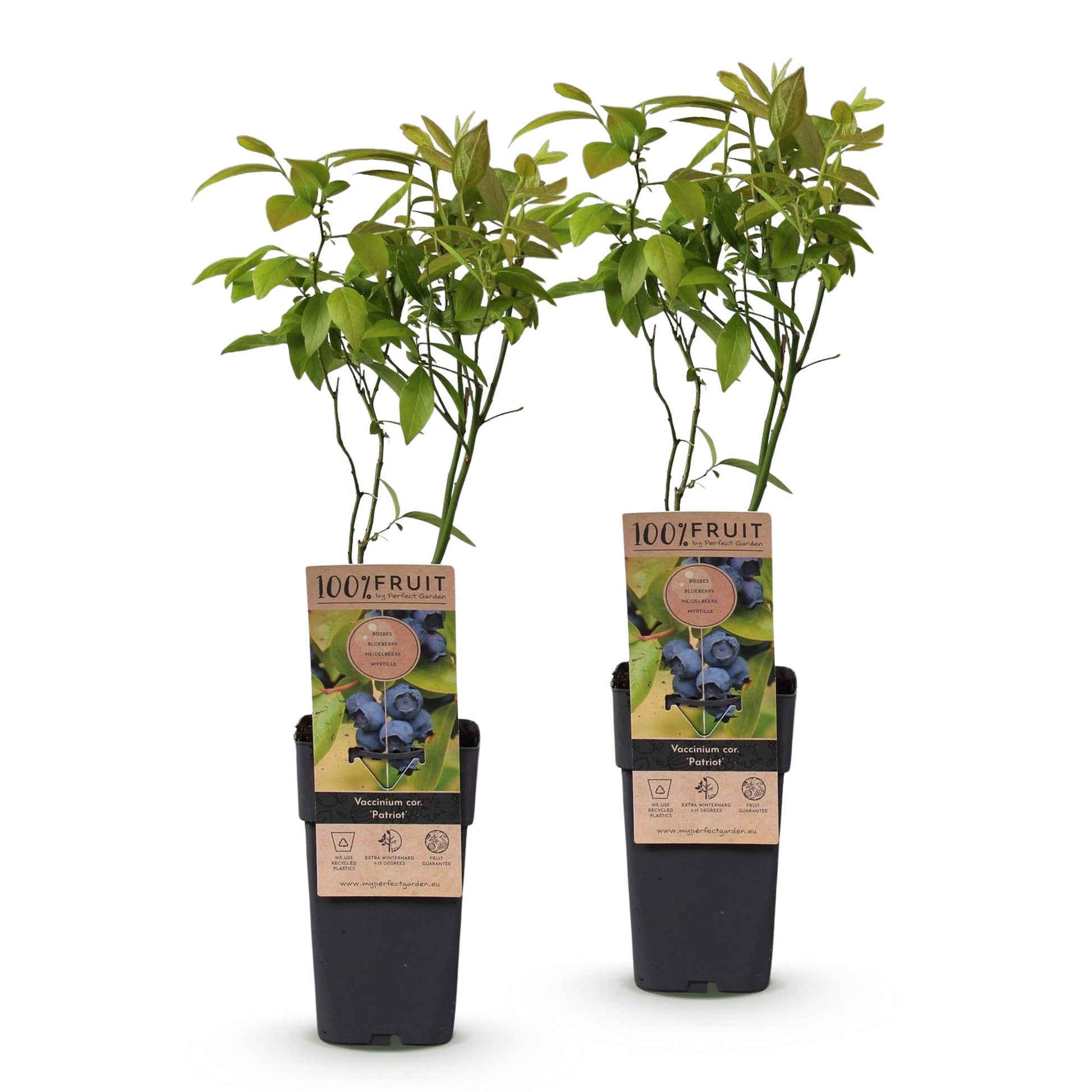 Vaccinium corymbosum Patriot. Deux plants de myrtille en pot, sur fond blanc, avec étiquettes illustrant leurs baies bleues.