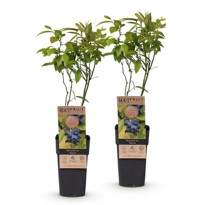 Vaccinium corymbosum Patriot. Deux plants de myrtille en pot, sur fond blanc, avec étiquettes illustrant leurs baies bleues.