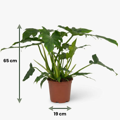 Plante d'intérieur - Philodendron - Philodendron Lacerum - Vert - Entretien facile - 1 Plante - Pot 19cm - Hauteur 65cm