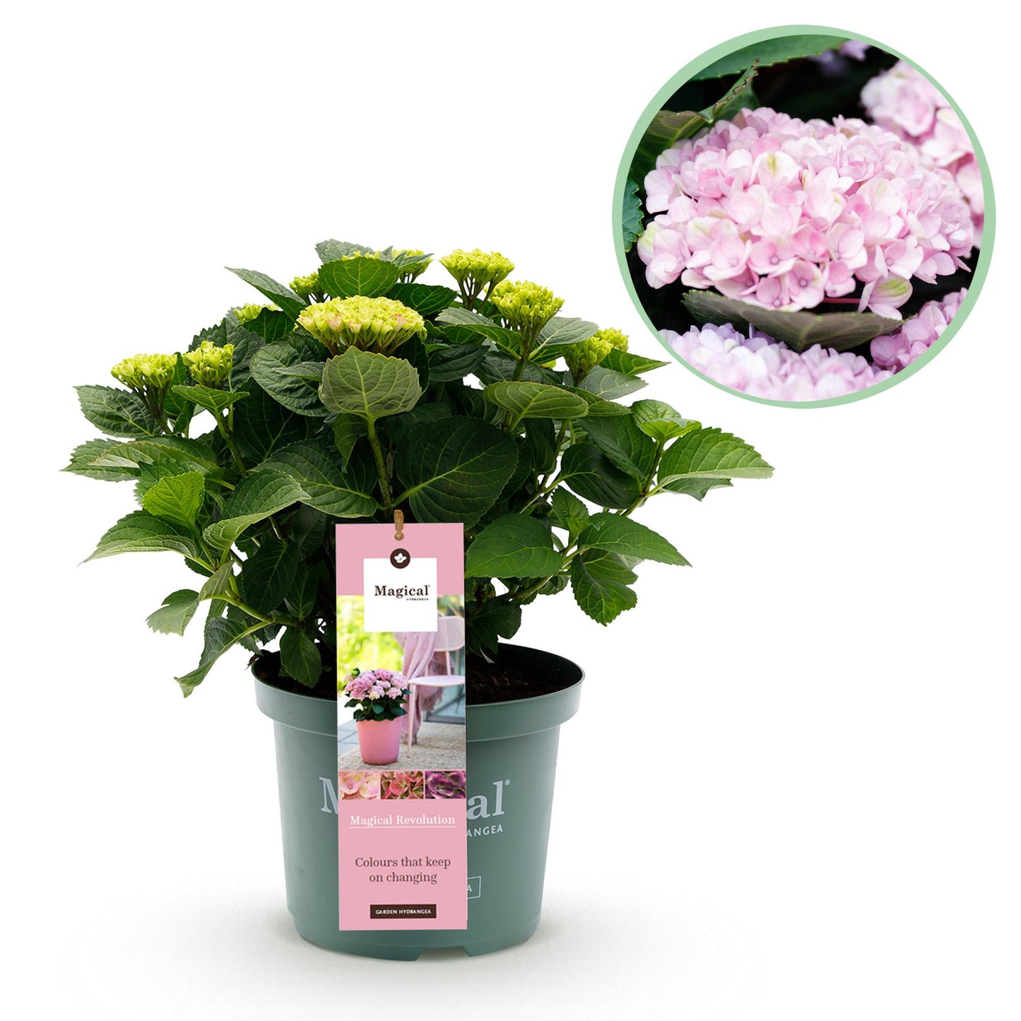Hortensia Hydrangea Magical Revolution Blue en pot, avec un gros plan de ses fleurs roses sur fond blanc. La plante est un plant en pot.