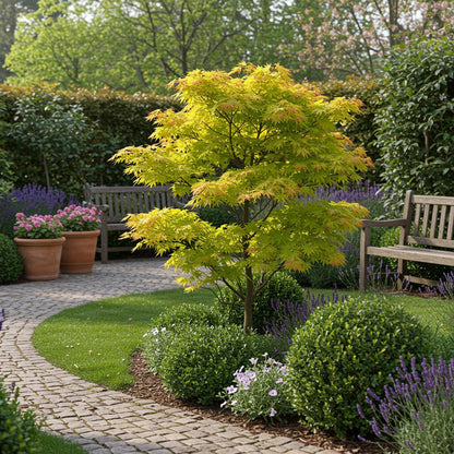 Érable du Japon 'Jordan' avec feuillage jaune vif, planté dans un jardin avec un chemin pavé, des bancs en bois, et des lavandes en fleurs.