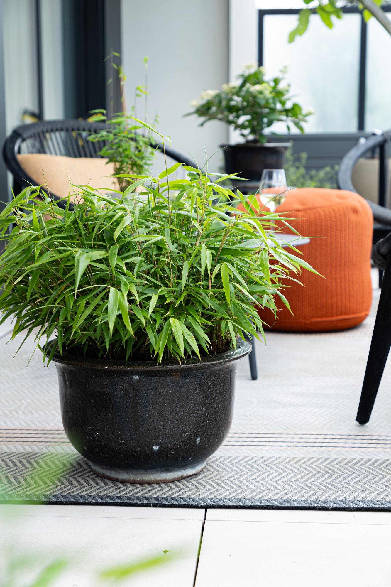 Fargesia robusta Pingwu. Bambou non traçant dans un pot noir, posé sur une terrasse aménagée, avec des chaises et un pouf orange.
