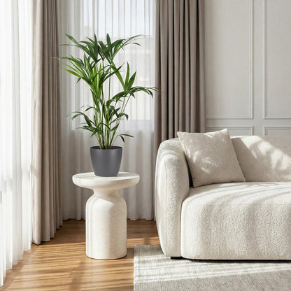 Plante d'intérieur - Howea Forsteriana - Palmier Kentia - Peu d'entretien - Vert - 1 Plante - avec Pot Gris - Pot 19cm - Hauteur 80-85cm