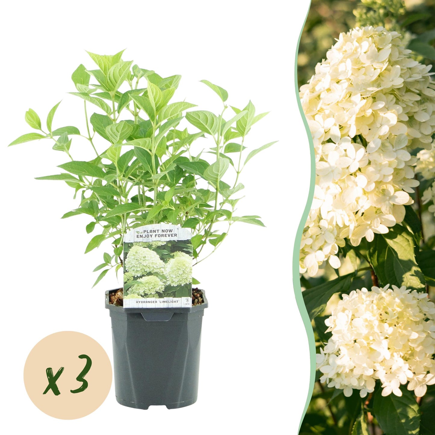 Hortensia Paniculée Hydrangea Limelight x3, plant en pot avec bulle x3, fleurs crème-blanc et feuillage caduc.