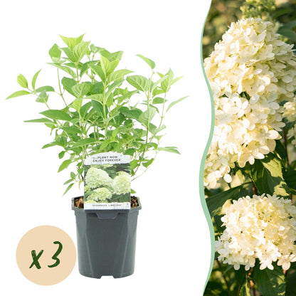 Hortensia Paniculée Hydrangea Limelight x3, plant en pot avec bulle x3, fleurs crème-blanc et feuillage caduc.