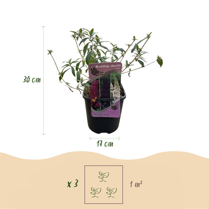Buddleja davidii Tricolour : plant en pot avec indication de hauteur (30 cm) et diamètre (17 cm). Infographie d'espacement de 3 plants par m
