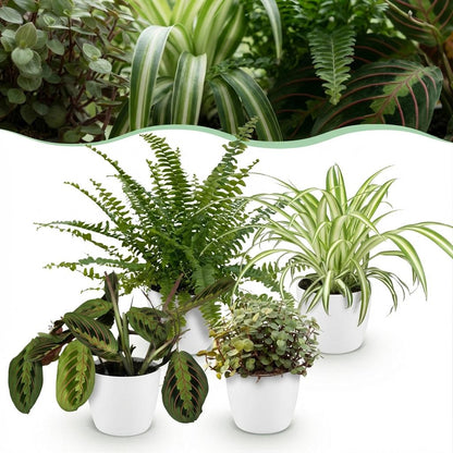 Box 4 plantes pet-friendly Chlorophytum Maranta Calissia Nephrolepsis en pots 12cm, plantes d'intérieur sans danger