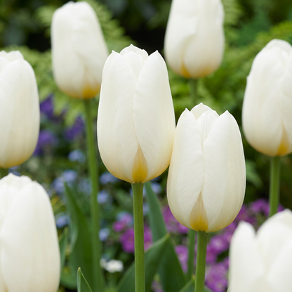 Massif de Tulipes Triumph blanches en pleine floraison printanière dans un jardin.