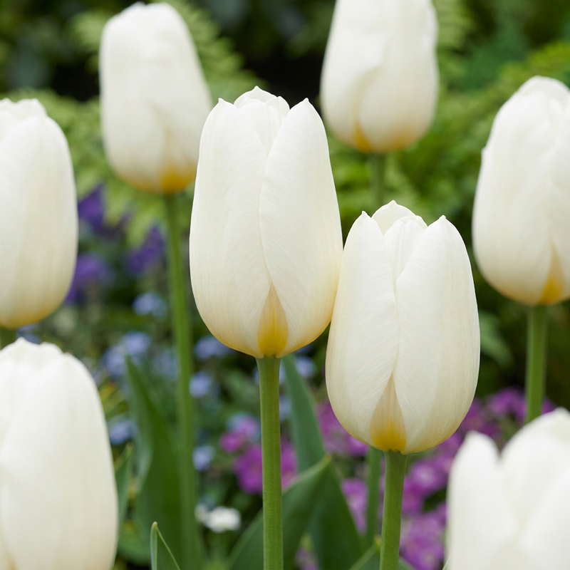 Tulipe Triumph blanche (Tulipa) - floraison printanière - calibre 11/12