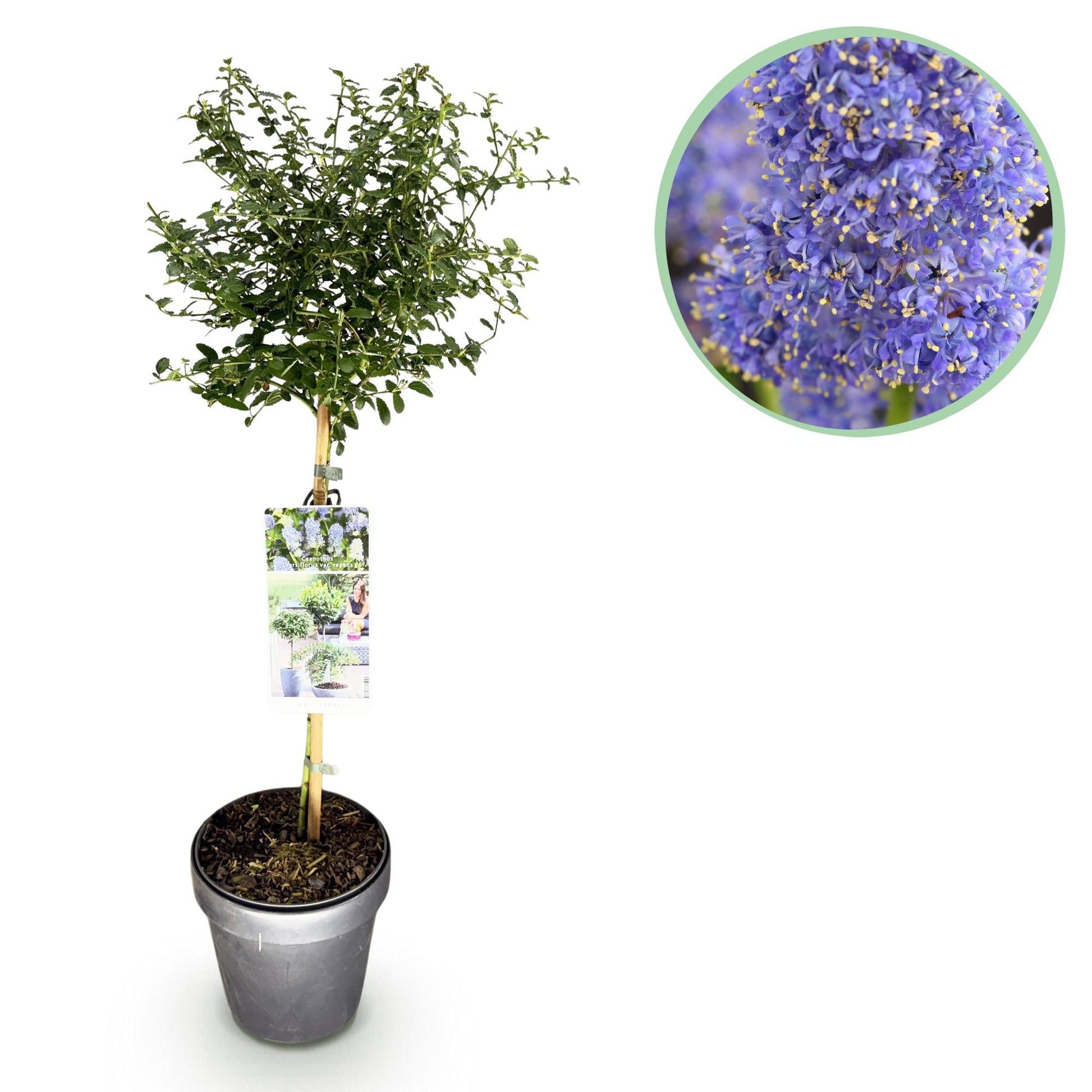 Céanothe thyrsiflorus Repens, plante sur tige en pot avec un gros plan de ses fleurs violettes délicates et mellifères.