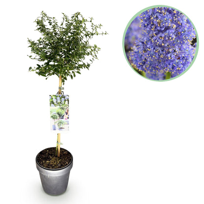 Céanothe thyrsiflorus Repens, plante sur tige en pot avec un gros plan de ses fleurs violettes délicates et mellifères.