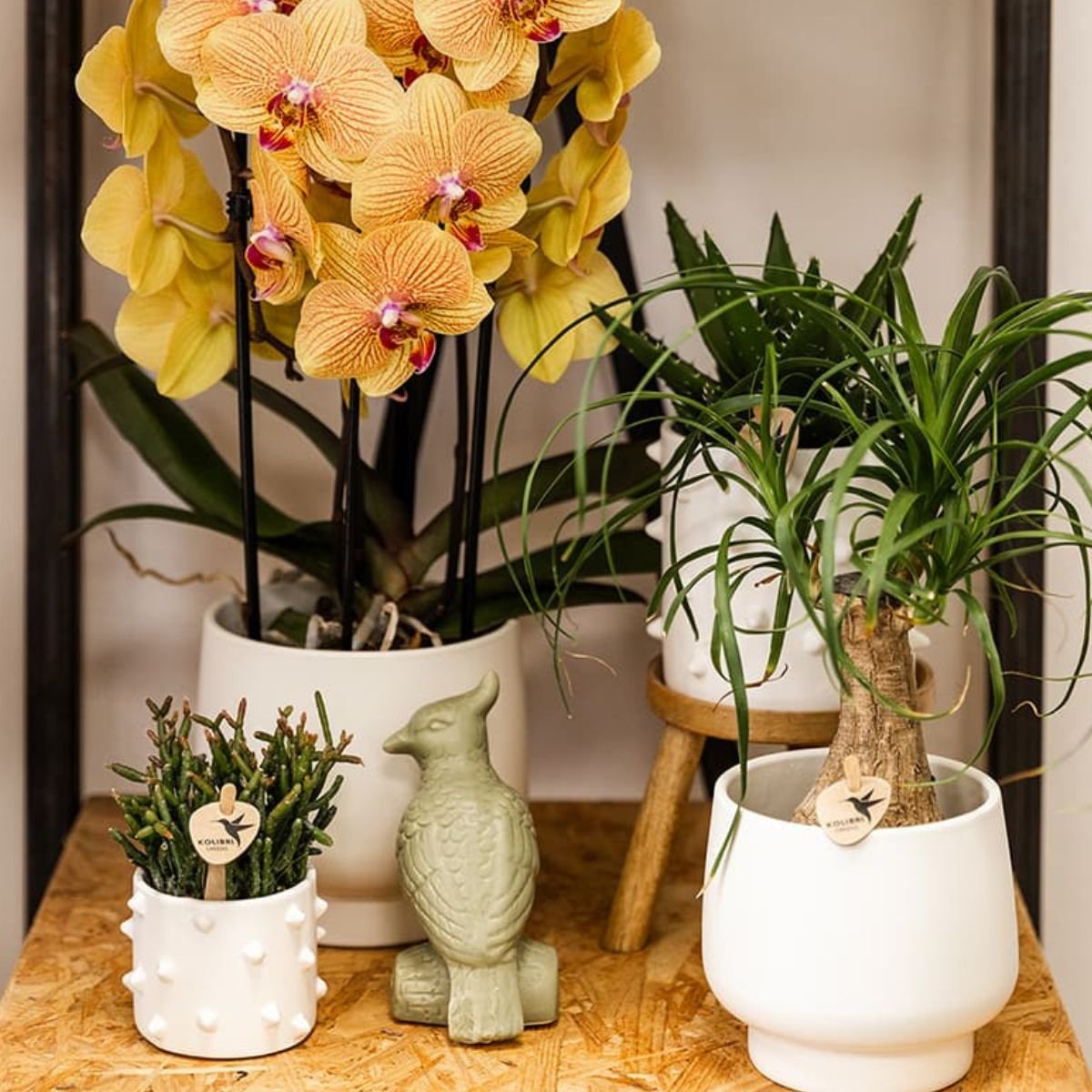 Cache-pot céramique à picots en relief - style audacieux - mise en scène avec une plante