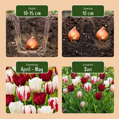 Guide de plantation et floraison des Tulipes 'Dutch Design' avec des conseils de profondeur, espacement, période de
