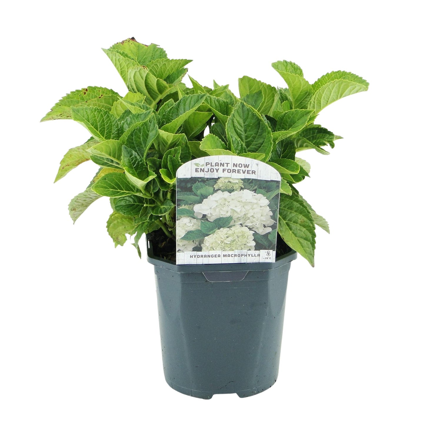 Hortensia de jardin (Hydrangea macrophylla), arbuste fleuri rustique, Pot 17 cm, Hauteur 30 cm