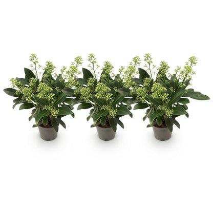 Skimmia 'Finchy' - lot de 3 plants en pot de 10,5 cm