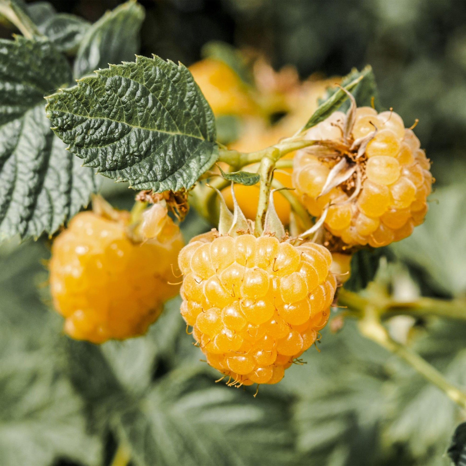 Rubus idaeus Fallgold, framboises jaunes mûres sur leurs branches avec des feuilles vertes en arrière-plan.
