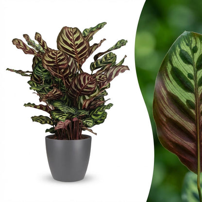 Plante d'intérieur - Plante Paon - Calathea Makoyana - Vert - Entretien facile - 1 Plante - avec Potter Gris - Pot 19cm - Hauteur 70cm