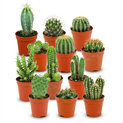 Mini set de cactus en pot de 5,5 cm, 12 plantes