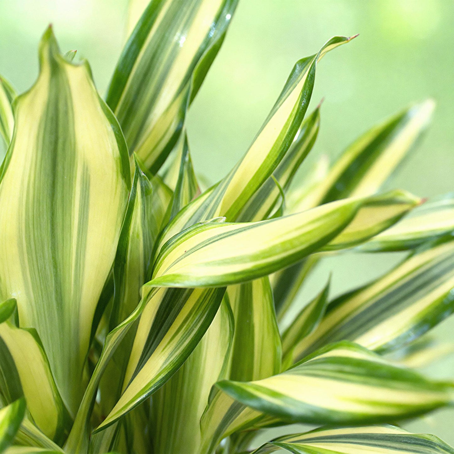 Plantes d'intérieur - Dracaena fragrans Diamond Dream - Dragonnier - Peu d'entretien - Panaché - 1 Plante - Pot 17cm - Hauteur 50-55cm