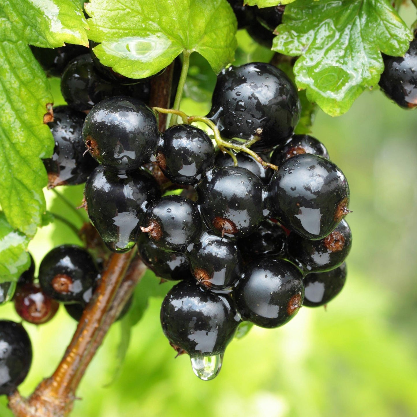 Cassis 'Ben Nevis', grappe de baies noires juteuses et brillantes avec des gouttes d'eau, sur une branche feuillue verte.