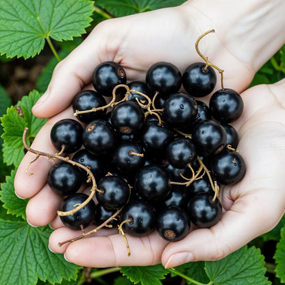 Jostabes (Ribes Jostabes) : de nombreuses baies de jostabes noires et brillantes, fraîchement cueillies, reposent dans les mains d'une perso