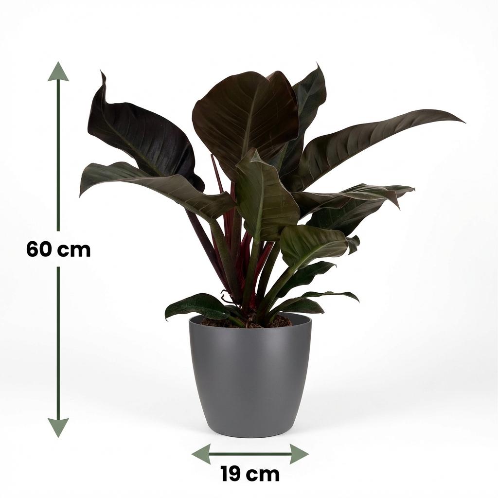Plante d'intérieur - Philodendron - Philodendron Imperial Red - Rouge - Entretien facile - 1 Plante - avec Potter Gris - Pot 19cm - Hauteur 60cm