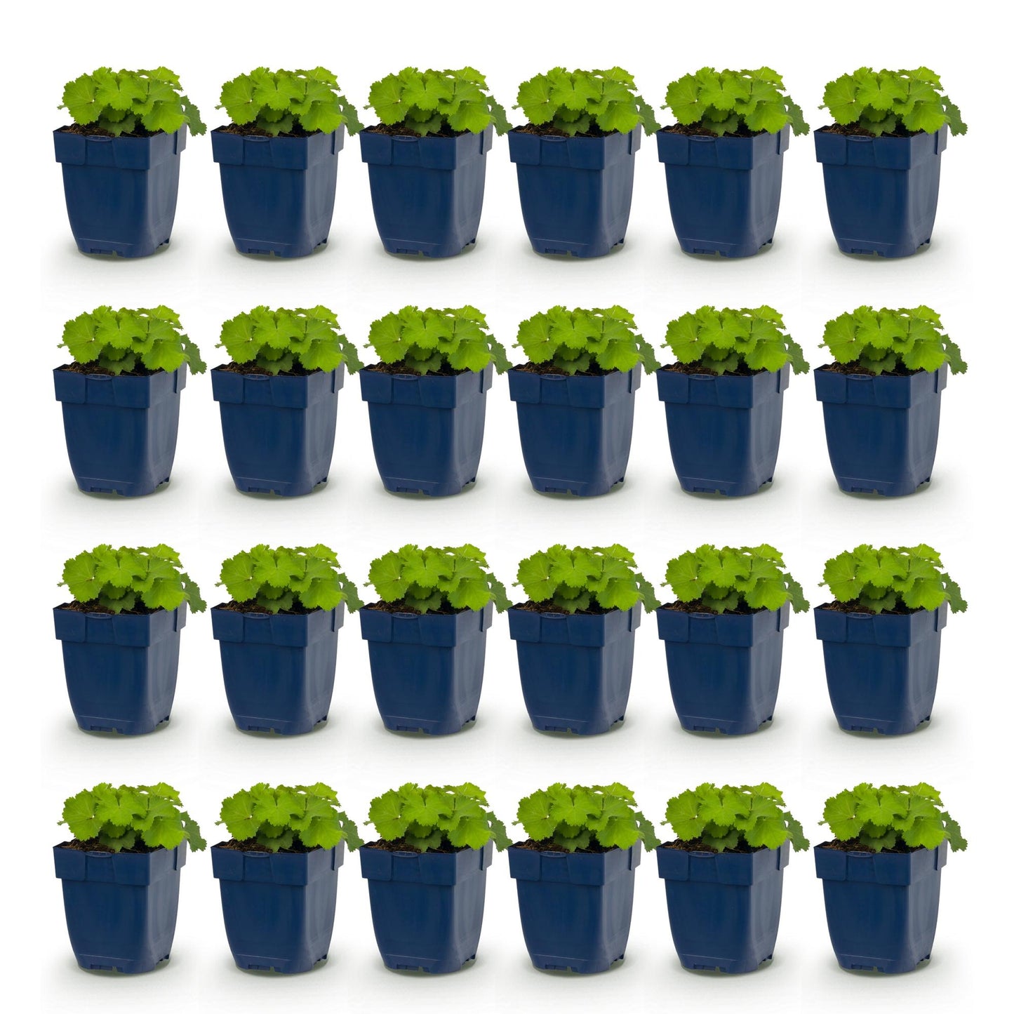 Alchemilla mollis (Alchémille), lot de 20 plants vivaces à feuilles rondes vert clair, présentés dans des pots de 11 cm sur fond blanc.
