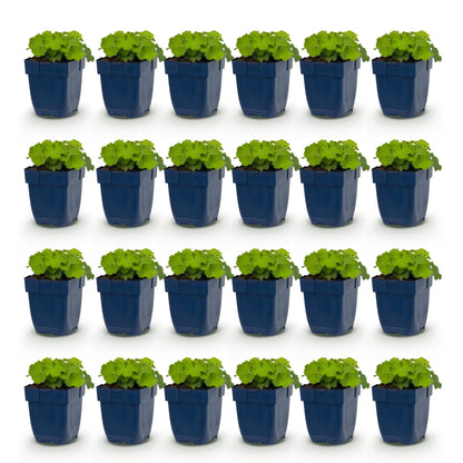 Alchemilla mollis (Alchémille), lot de 20 plants vivaces à feuilles rondes vert clair, présentés dans des pots de 11 cm sur fond blanc.