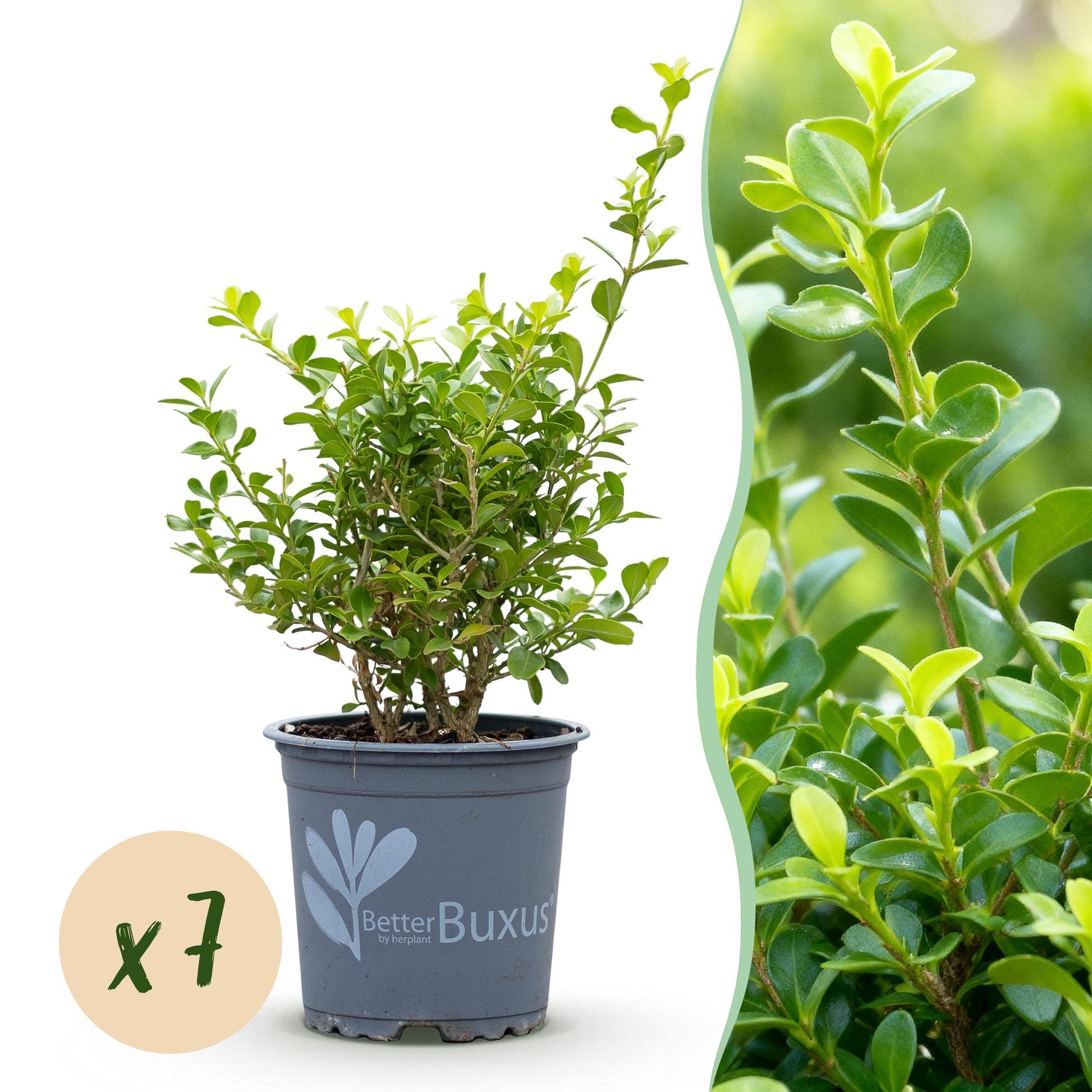 BetterBuxus Babylon Beauty, buis résistant au mildiou, en pot avec une pastille 'x7' indiquant la quantité du lot.