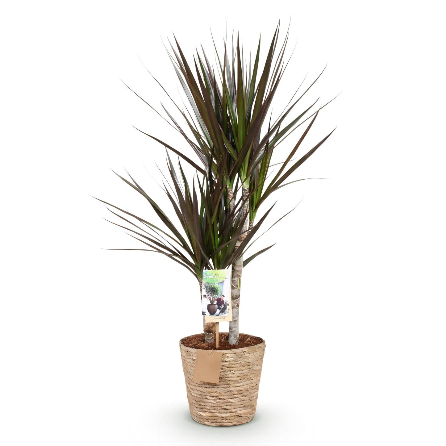 Plantes d'intérieur - Dracaena Magenta - Arbre à sang de dragon - Peu d'entretien - avec panier - Rouge - 1 Plante - Pot 17cm - Hauteur 70-80cm