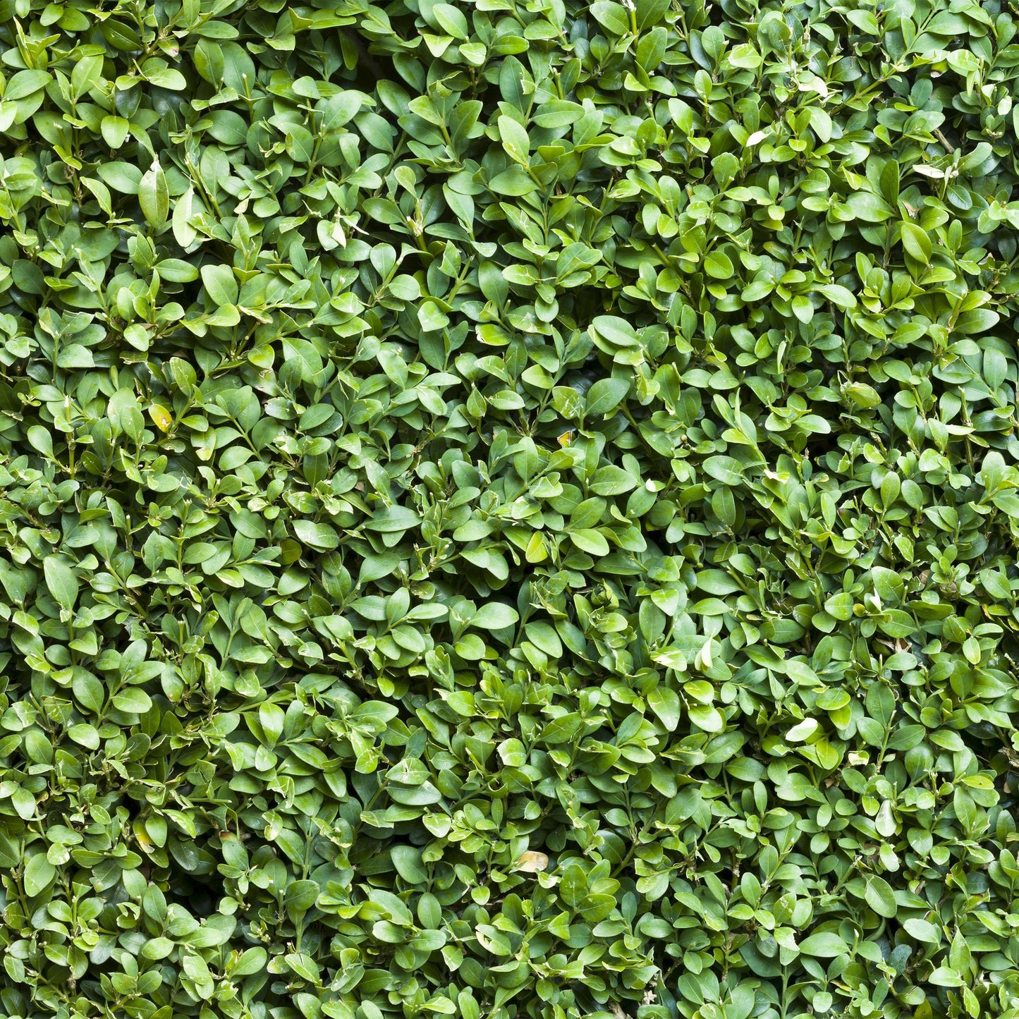 Buxus sempervirens : Gros plan dense sur le feuillage vert vif et persistant d'une haie de buis, montrant de petites feuilles ovales et bril