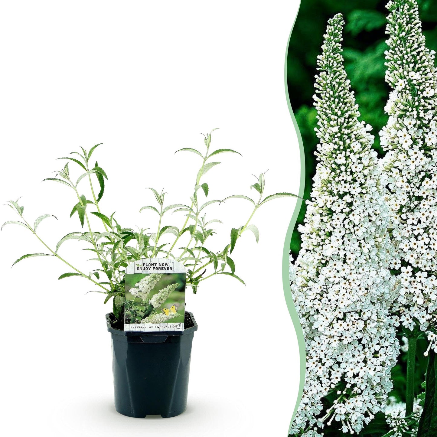 Buddleja davidii White Profusion, jeune plant en pot et gros plan de ses grappes de fleurs blanches.