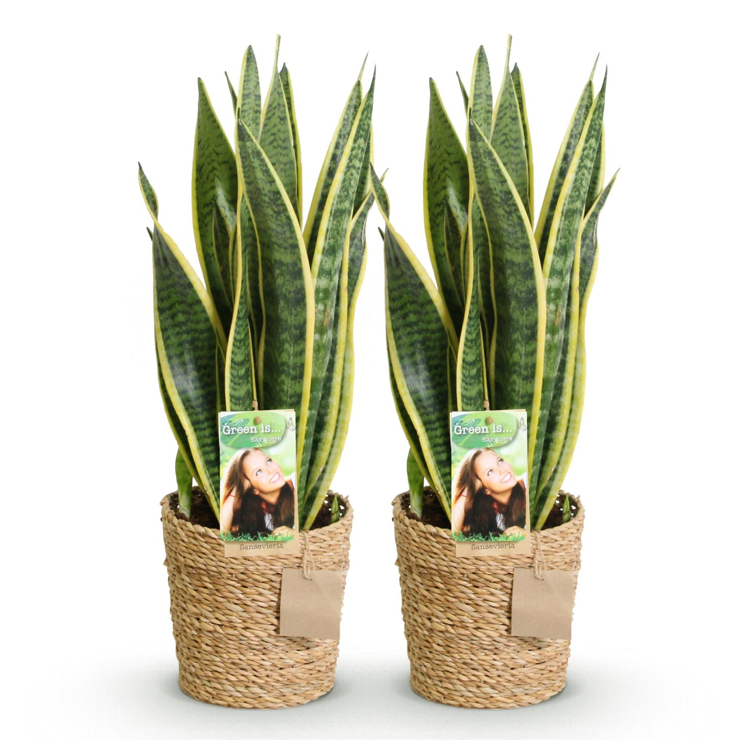 Lot de deux Sansevieria Laurentii, Langue de belle-mère, avec de longues feuilles vertes panachées de jaune, présentées dans des cache-pots