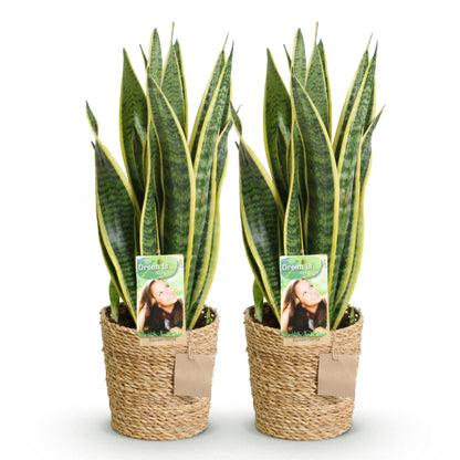 Lot de deux Sansevieria Laurentii, Langue de belle-mère, avec de longues feuilles vertes panachées de jaune, présentées dans des cache-pots