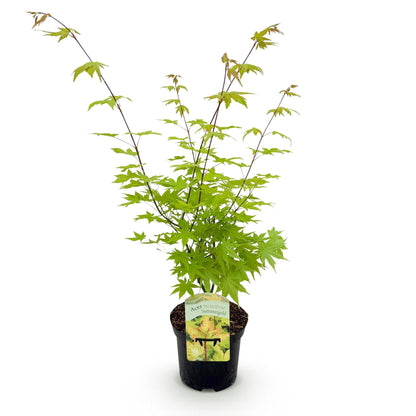 Acer palmatum Summergold, plant en pot noir sur fond blanc, feuillage vert vif caduc. Hauteur 70cm, pot 19cm. Idéal terrasse.