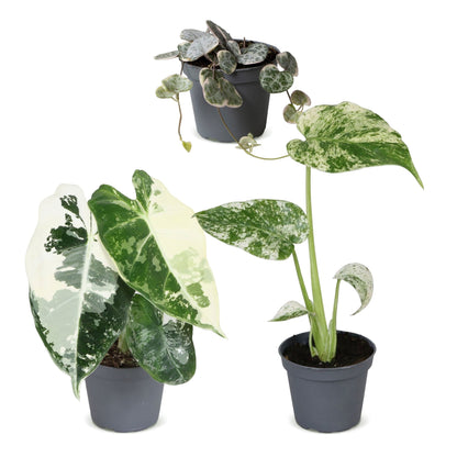 Bébés plantes panachées en pot de 6 cm, 3 plantes, sans cache-pot