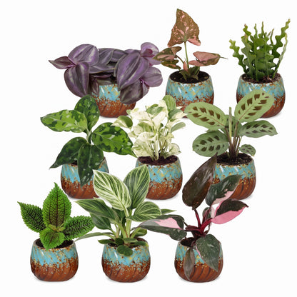 Box surprise plantes en pot de 6 cm, 9 plantes, cache-pot cuivre et turquoise