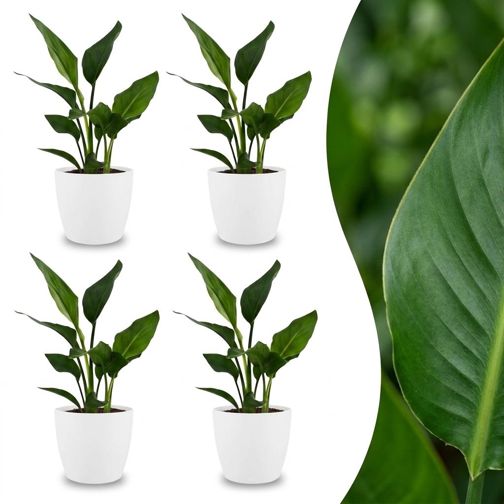 Quatre plants de Strelitzia Reginea avec des feuilles vertes élancées dans des cache-pots blancs