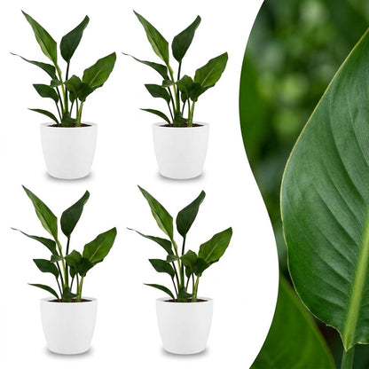 Quatre plants de Strelitzia Reginea avec des feuilles vertes élancées dans des cache-pots blancs