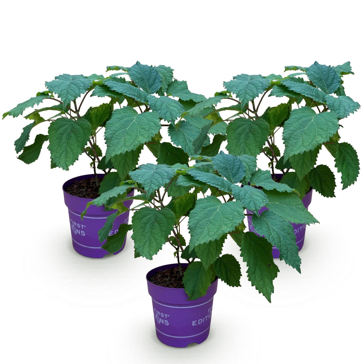Hydrangea arborescens FlowerWOW : trois jeunes plants d'hortensia aux feuilles vertes dans des pots violets, prêts à être plantés.