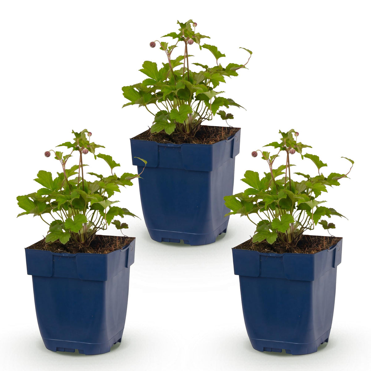 Anémone du Japon 'Splendens' (Anemone hupehensis) - vivace fleurie d'automne - Pot 11 cm - Hauteur 15-25 cm - 3 plants