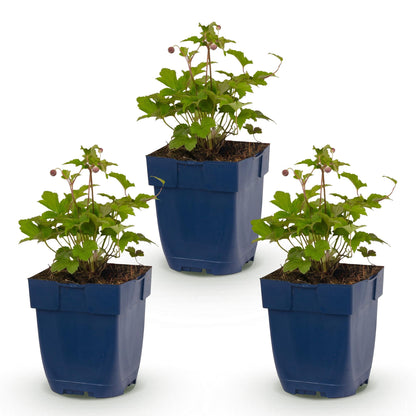 Anémone du Japon 'Splendens' (Anemone hupehensis) - vivace fleurie d'automne - Pot 11 cm - Hauteur 15-25 cm - 3 plants