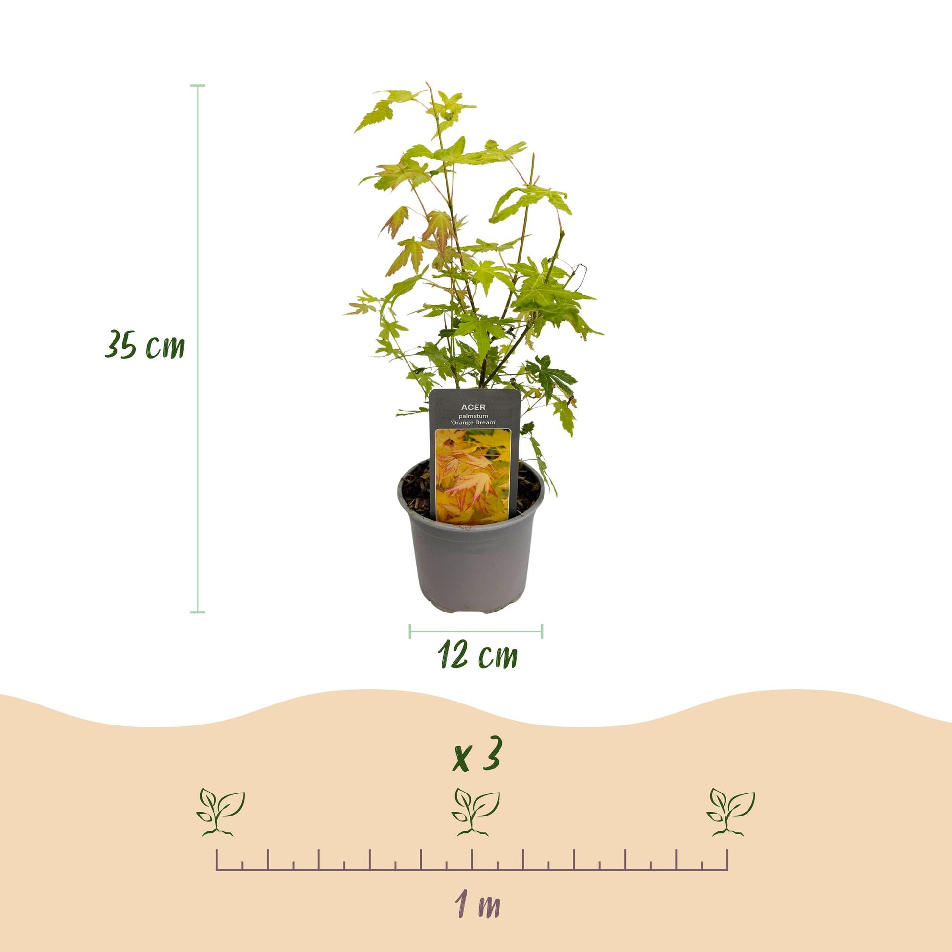 Acer palmatum Orange Dream. Infographie de la plante avec ses dimensions : hauteur 35 cm, pot 12 cm. Indication d'espacement de plantation d
