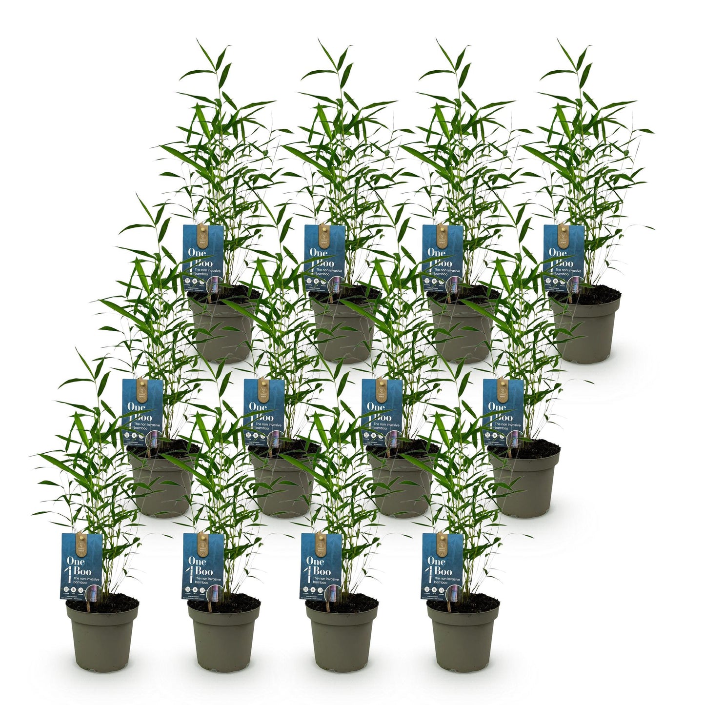 Bambou Fargesia Blue Dragon, lot de plusieurs plants en pot de 14cm avec étiquettes One Boo, disposés en rangées sur fond blanc.