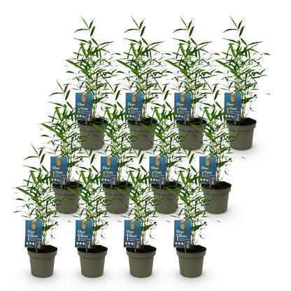 Bambou Fargesia Blue Dragon, lot de plusieurs plants en pot de 14cm avec étiquettes One Boo, disposés en rangées sur fond blanc.
