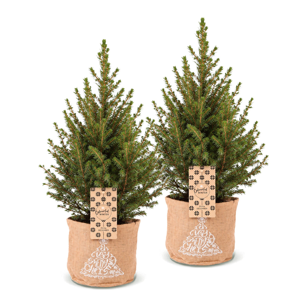 Épicéa de l'Alberta 'Conica' lot de 2 sapins en pot de 17 cm, sac en jute