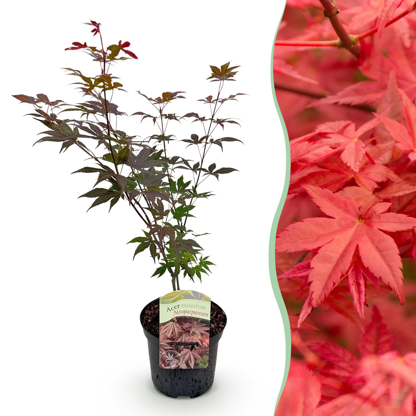 Érable du Japon 'Atropurpureum' en pot avec un montage d'une haie d'érables du Japon aux feuilles rouges.